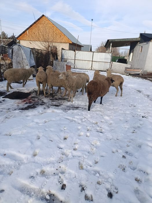 Продам жирных бараны.