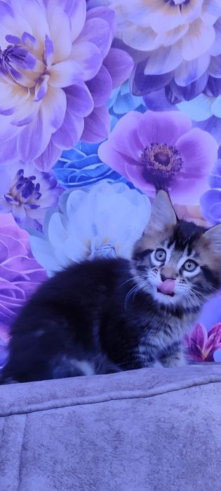 Продам  котенка мальчика Мейн-Кун.