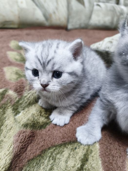 Шотландские котята