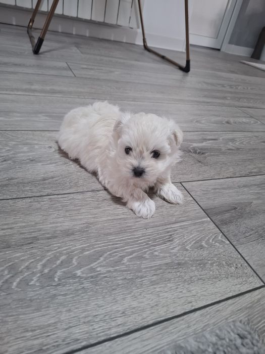 Cățel Bichon maltez