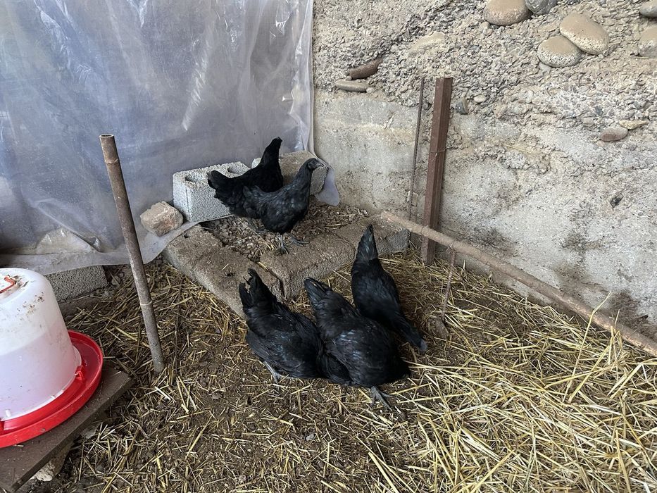 Продаю кур Аям цемани