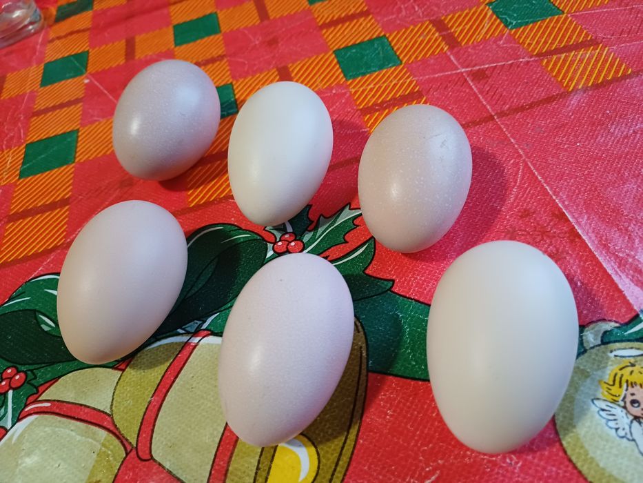 Vând ouă tari de ciocnit pt Paști