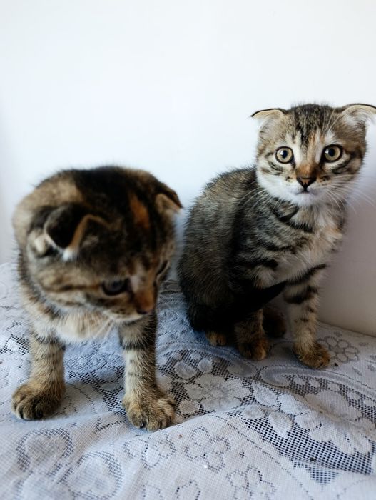 Продаю котят от вислоухих и Якудза