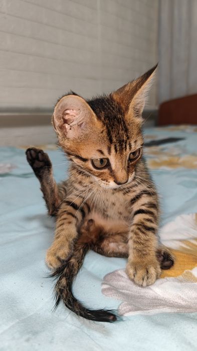 Котенок бесплатно мальчик