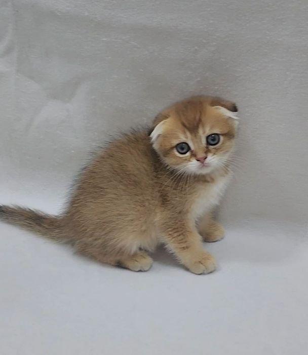 Мальчик скоттиш фолд золотая шиншилла