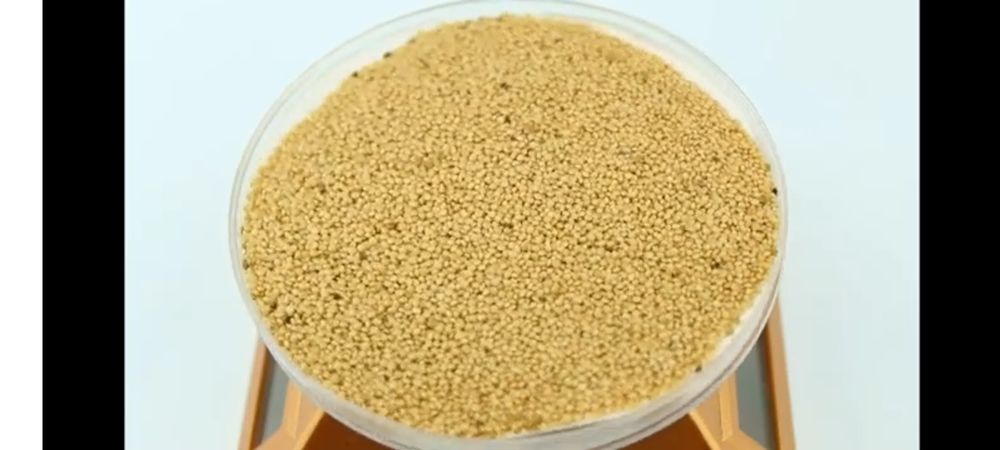 Семена амаранта, сорт Гигант. 20кг