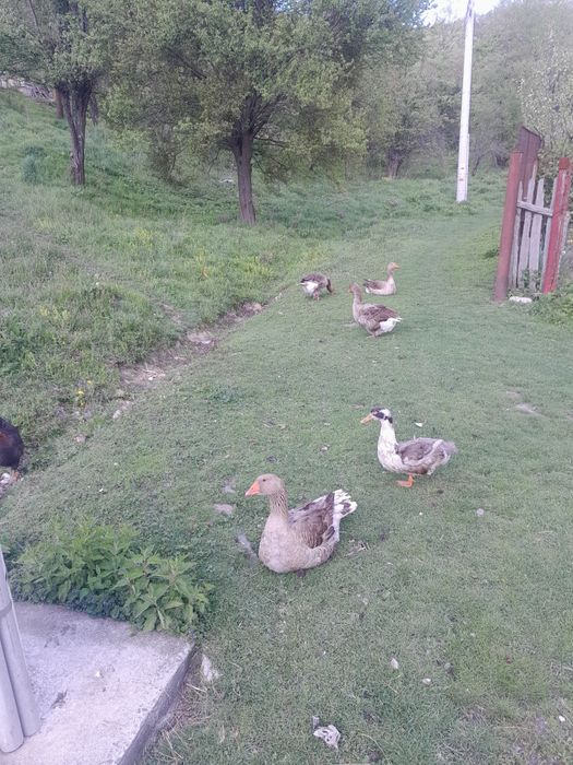Gâște de Tuolouse