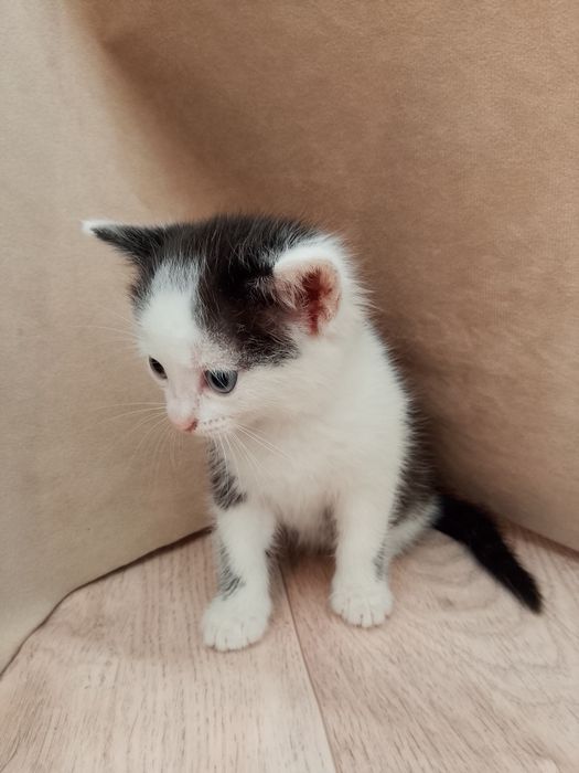 Котёнок девочка домашняя бесплатно
