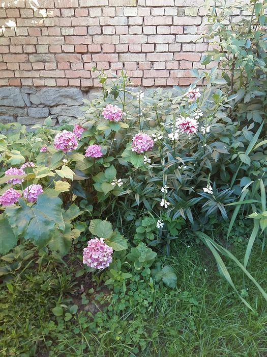 Продава се Къща в Омуртаг - 180 кв.м за 362 €/кв.м - Снимка #4