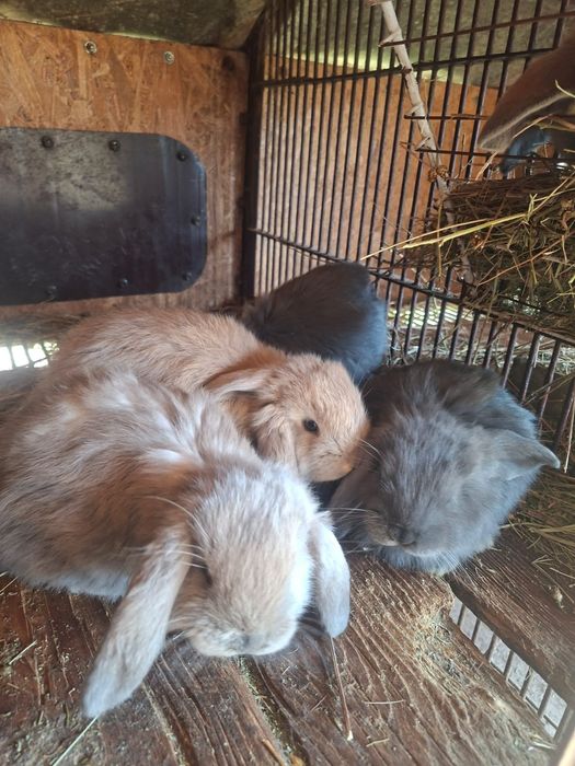 Iepurasi berbec german rasa foarte blandaa