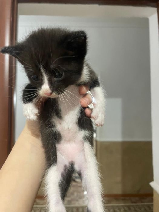 котята бесплатно