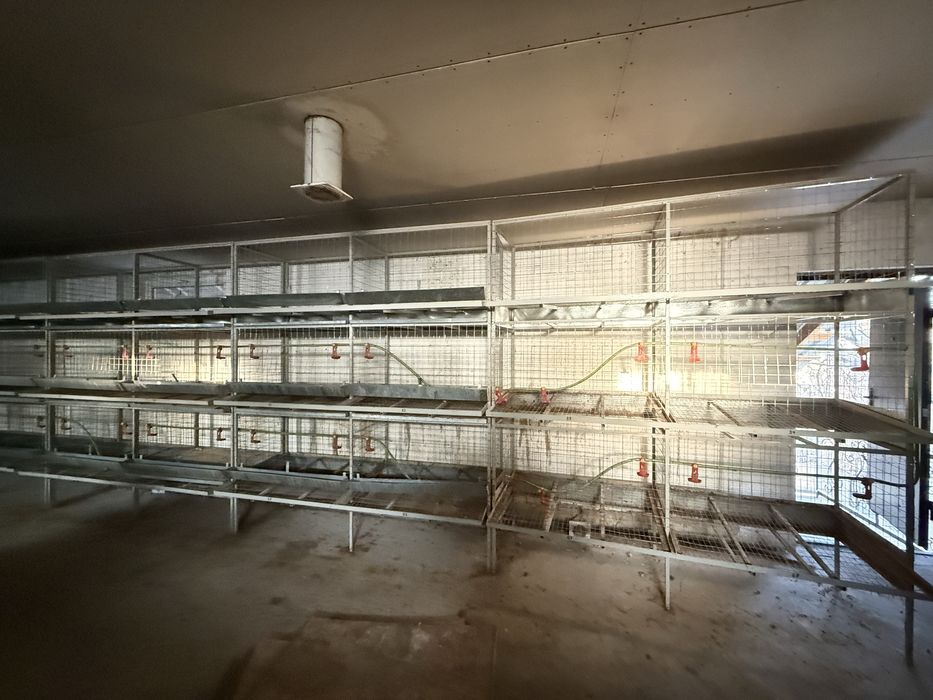 Куринные клетки