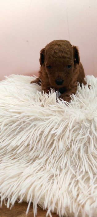 pudel /poodle mini