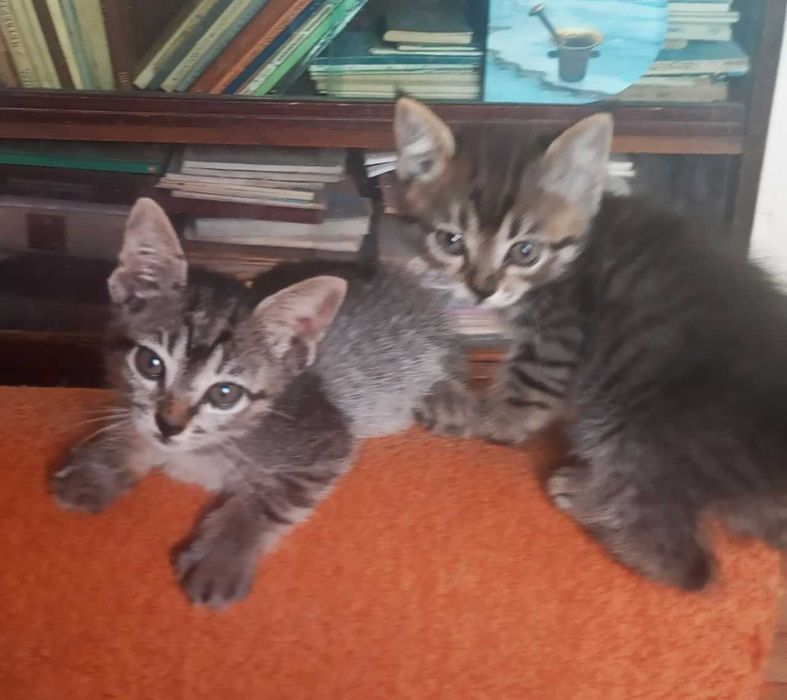 Котята в добрые руки. смотрите другие объявления автора