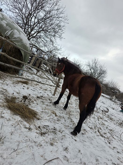 Iapa de 4 ani  gestanta , si mânz de 2 ani de  vanazare