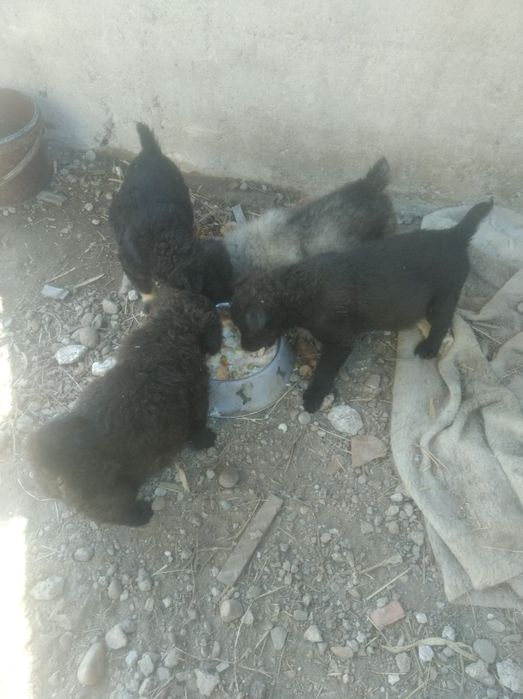Donez 4 pui de catel