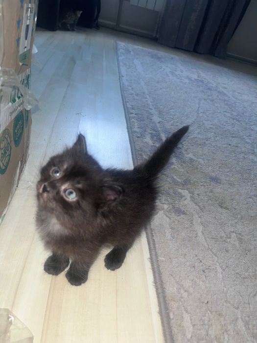 Голубоглазые котята