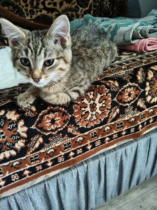 Котенок. 3 месяца