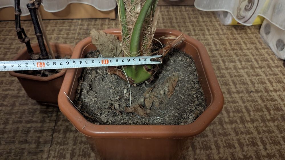 Голяма Финикова палма 250 см