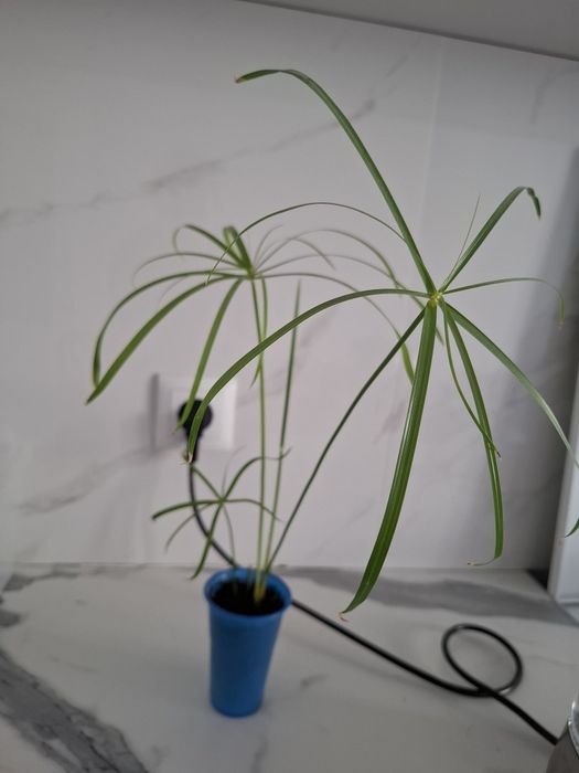 Циперус продам самовывоз