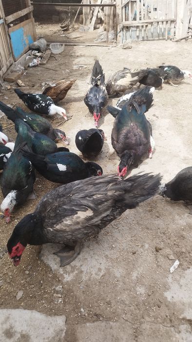 Индаутка жұмыртқасы