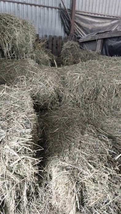 Сена люцерны жоңышқа тюк