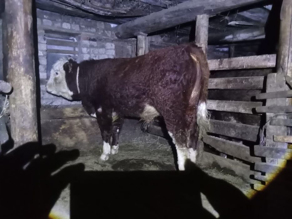 1 жасар бұқа сатылады