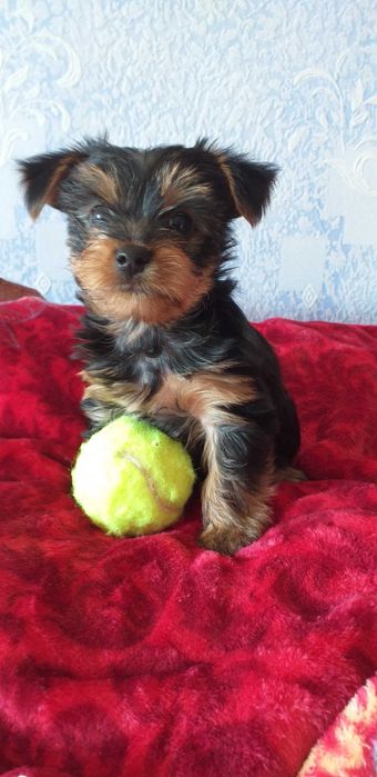 Очаровательные йоркширские щеночки.