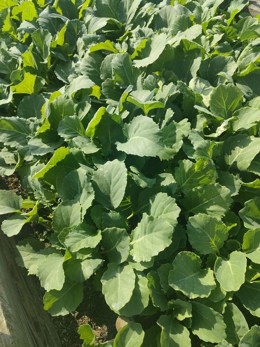 Продам рассаду капусты