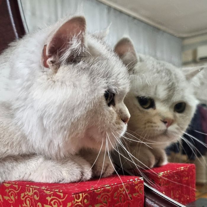 Vyazka!!! Erkak, Toza qonli silver britan shinshilla!!!