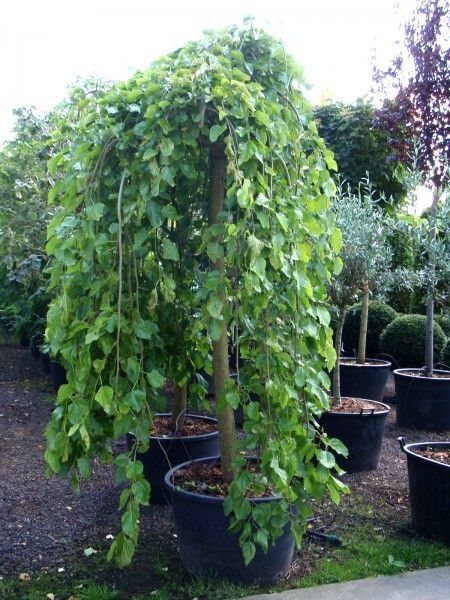 Dud Ornamental Plangator la Ghiveci