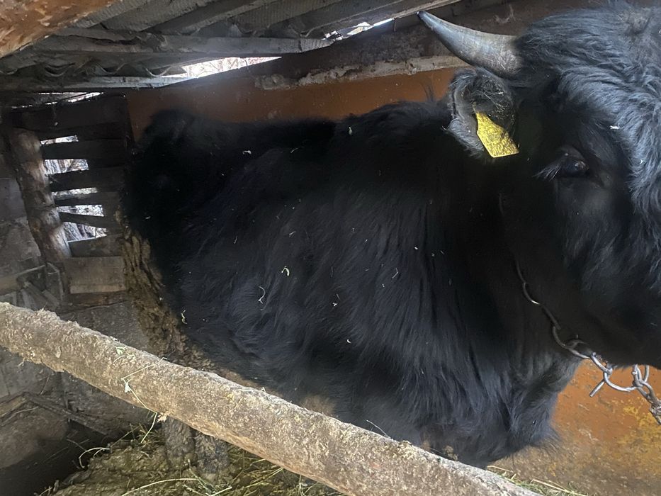 Продам бычков готовые