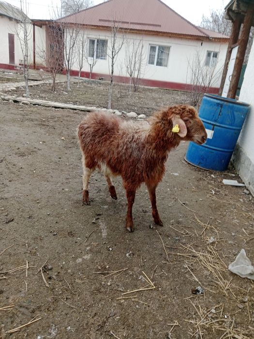 Бордақы ұрғашы тоқты