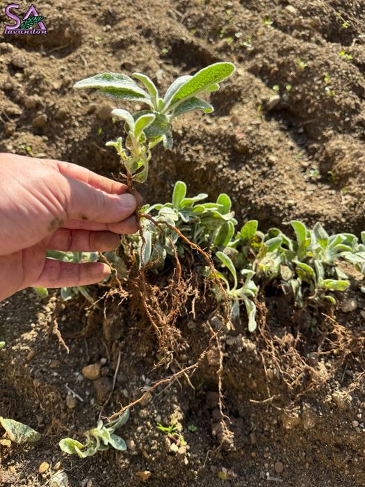 Мурсалски чай-разсад,лавандула,маслодайни рози,лавровишна…