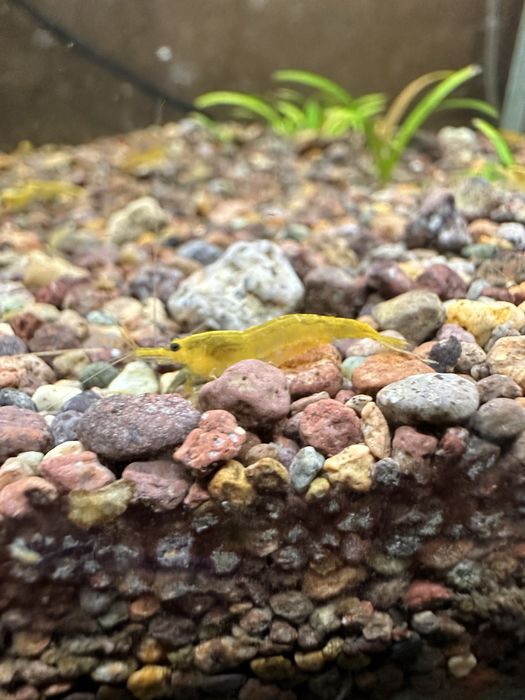 Желтые аквариумные креветки