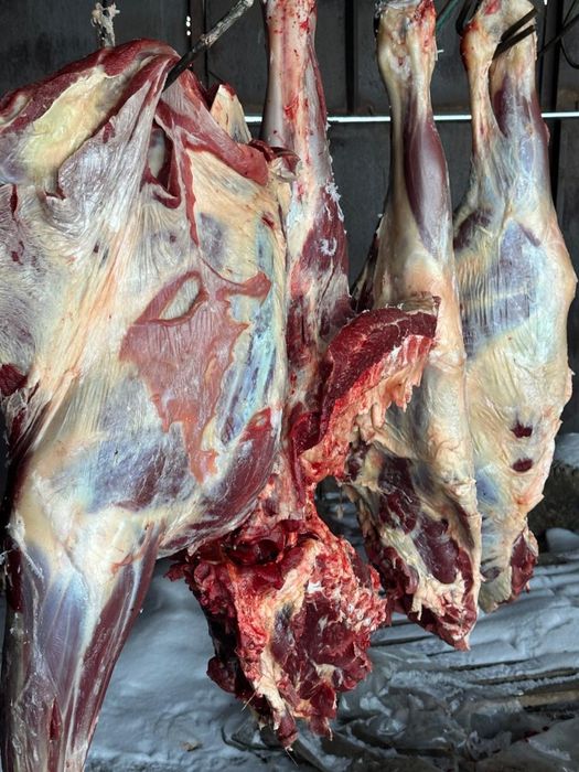 Продается свежая конина