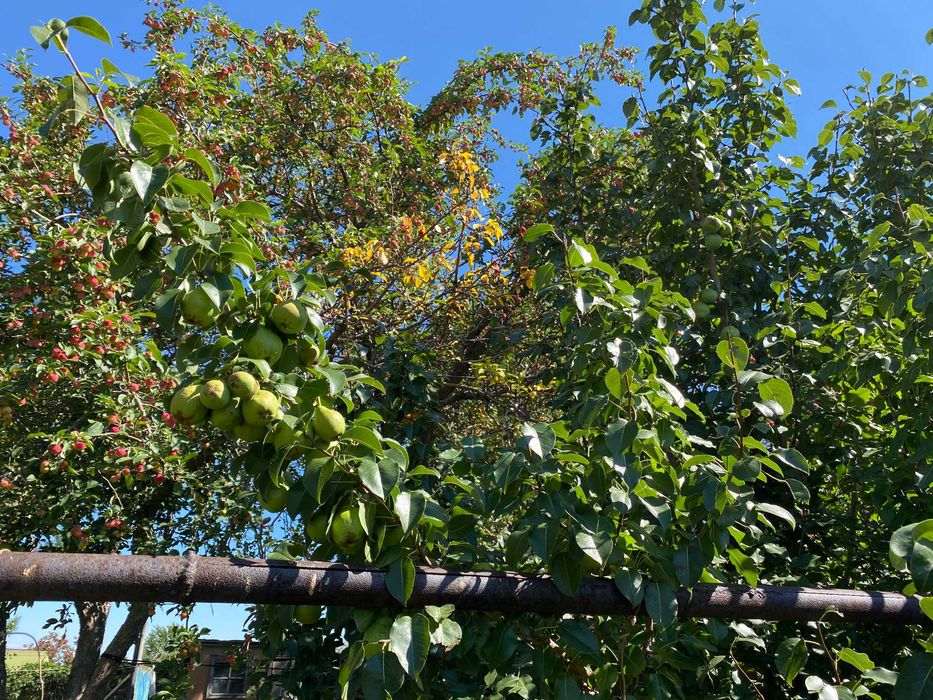 Дача в обществе "Алма"