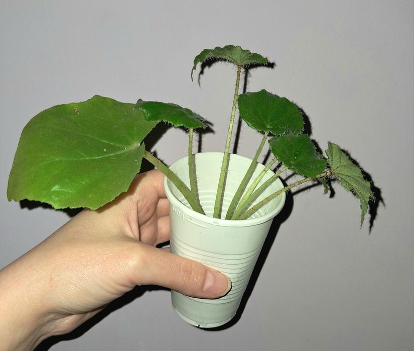 Бегония воротничковая