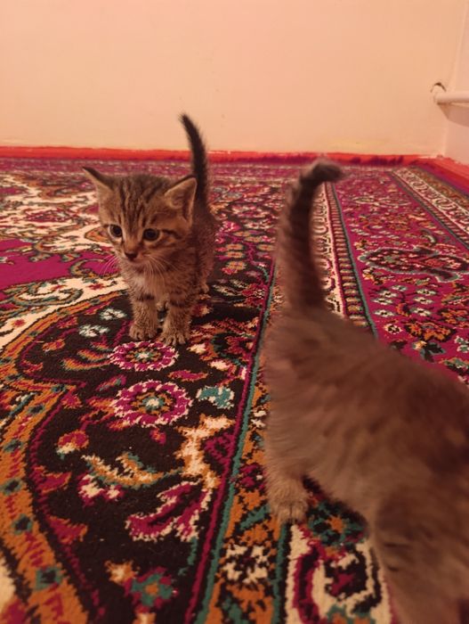 Животные домащныйе