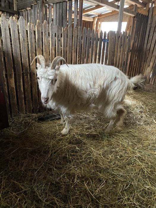 Vand doua capre romanesti si un tap murcian pret negociabil la telefon