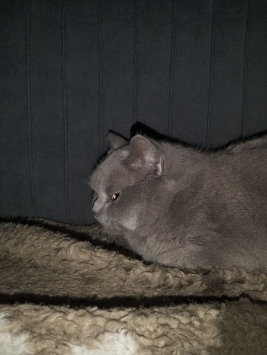 Кошка породистая