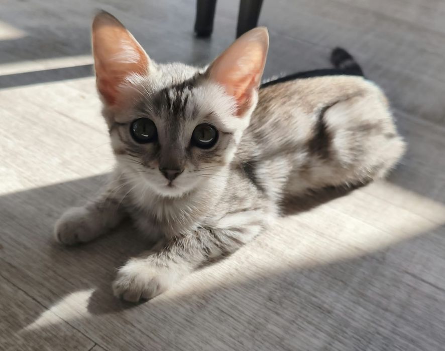 Котята бенгальские