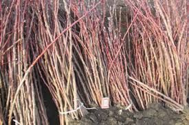 Gilos nihollar koʻchatlari