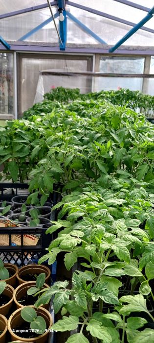 Разсад домати и краставици