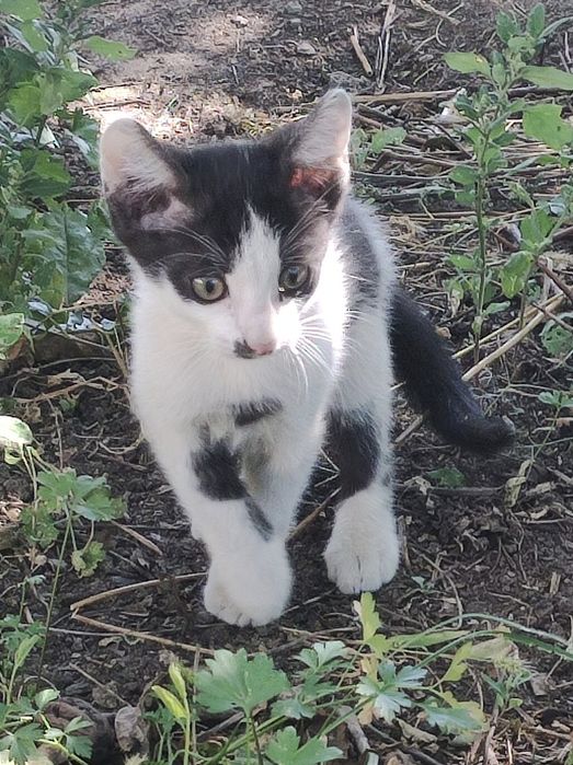 Отдам в добрые руки котенка крысоловки.