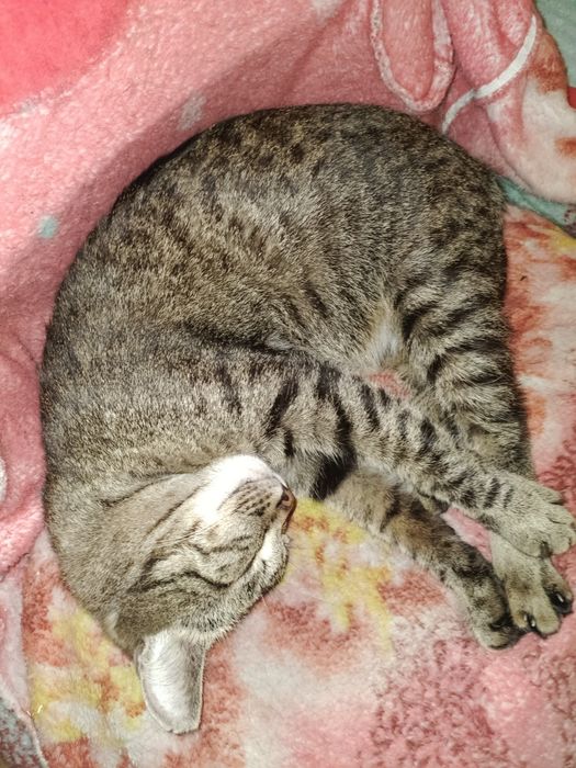 Отдам в добрые руки