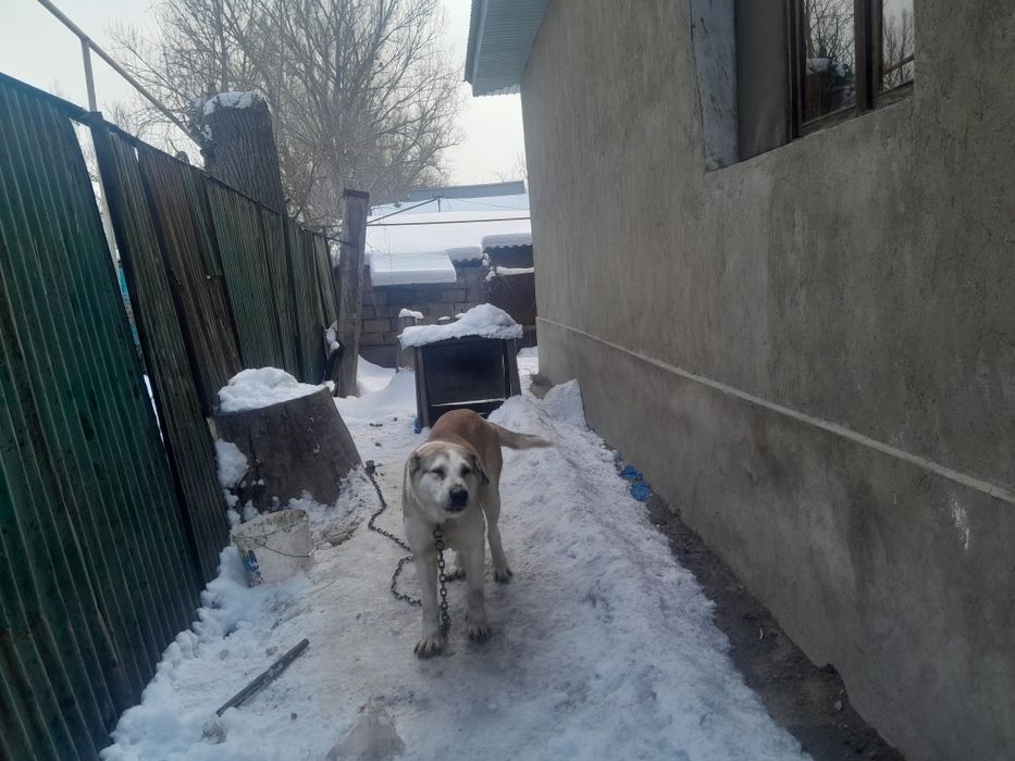 Продам сучку алабая