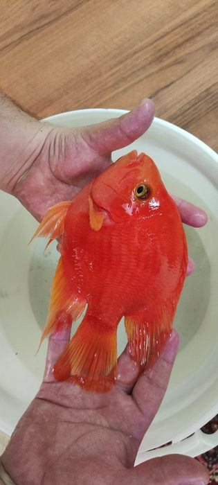 Kingkong papugay (kong parrot) bolalari sotiladi