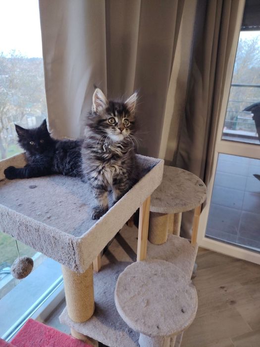 Мейн Кун, женско чистокръвно коте