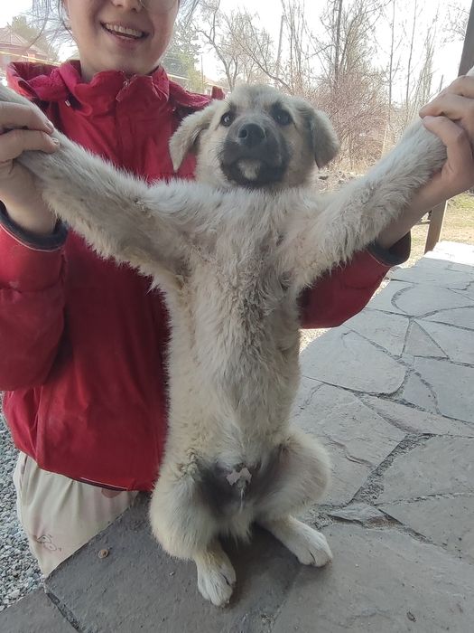 Щеночек ищет себе дом